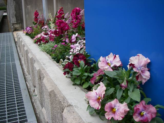 スロープ花壇2012 スロープ脇花壇2012