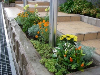 階段脇花壇2011年9月 階段脇花壇2011年9月