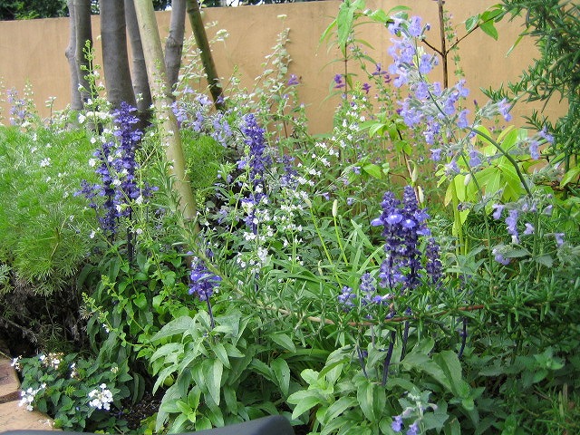 爽やかなブルー系植栽