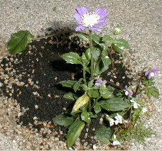 和と洋の植栽 和と洋の植栽