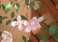 壁の圧迫感を無くす植栽 壁の圧迫感を無くす植栽