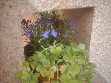 門周りの植栽 門周りの植栽