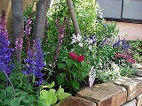 5月の花壇 5月の花壇