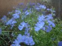ロベリア ロベリア