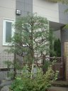 イトヒバ