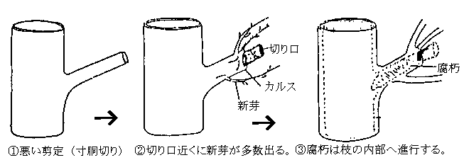 悪い剪定図