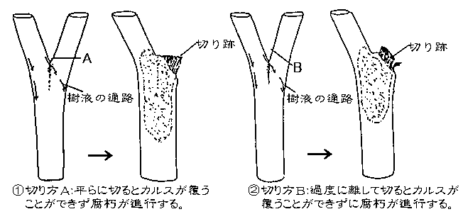 腐れ　内部の様子図