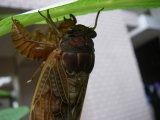 アブラゼミ アブラゼミ