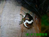 アカスジキンカメムシ アカスジキンカメムシ