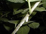 アオバハゴロモ成虫 アオバハゴロモ成虫