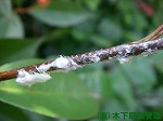 アオバハゴロモ幼虫 アオバハゴロモ幼虫