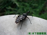 ビロードサシガメ ビロードサシガメ