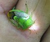 チャバネアオカメムシ チャバネアオカメムシ