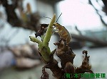 サンゴジュハムシ サンゴジュハムシ