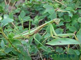 オオカマキリ オオカマキリ
