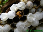 コガタスズメバチ コガタスズメバチ
