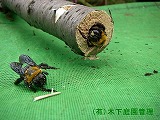 クマバチ クマバチ