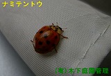 ナミテントウ ナミテントウ