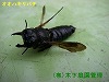 オオハキリバチ オオハキリバチ